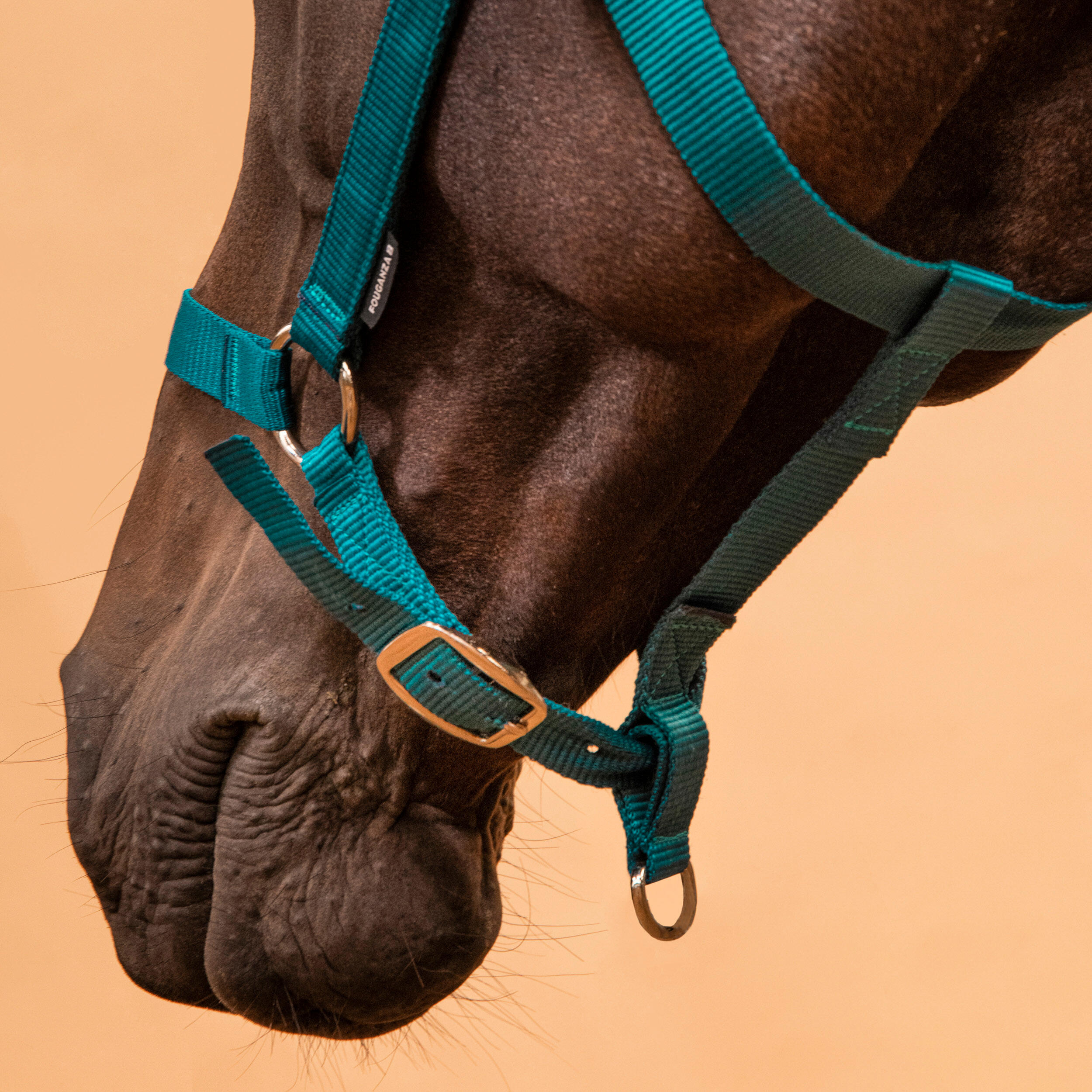 Horse Riding Halter for Horse and Pony Schooling - Petrol Blue 3/3