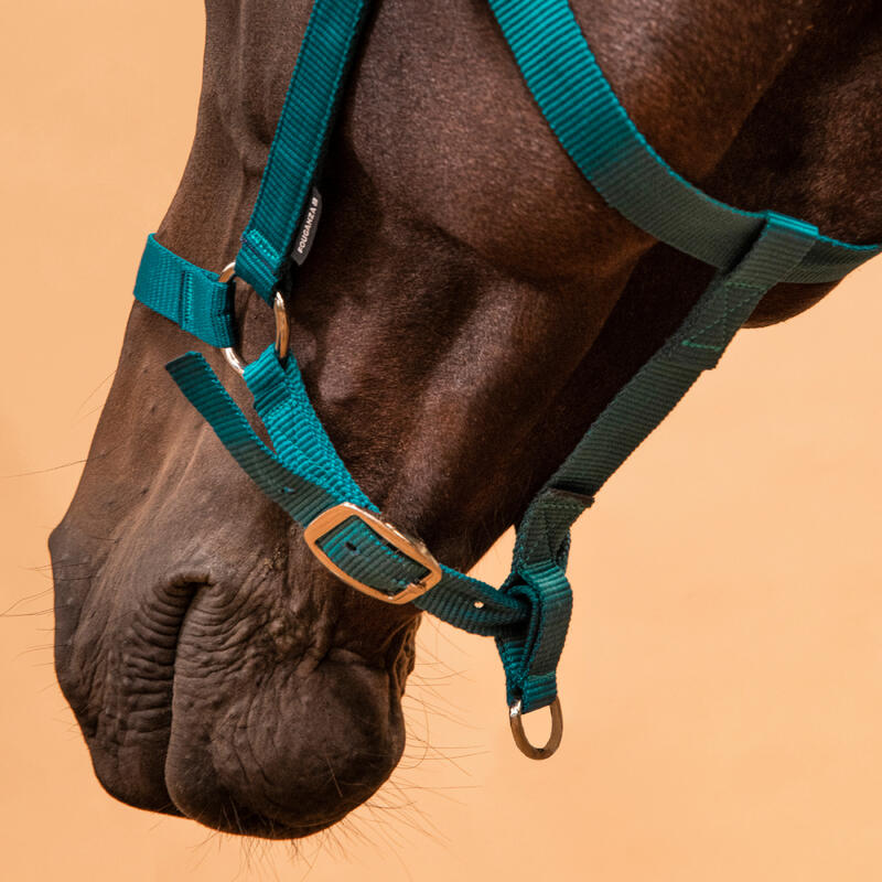 Licol équitation Cheval et poney - Schooling pétrole