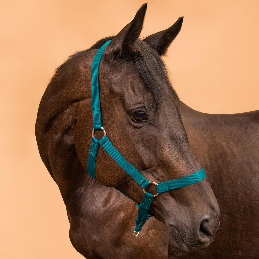 Horse Riding Halter for Horse and Pony Schooling - Petrol Blue
