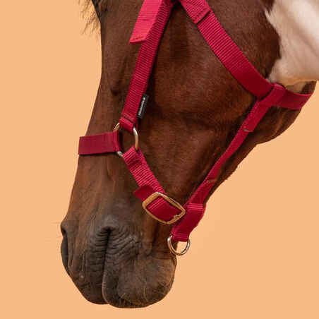 Schooling Horse Riding Halter for Horse and Pony - Raspberry