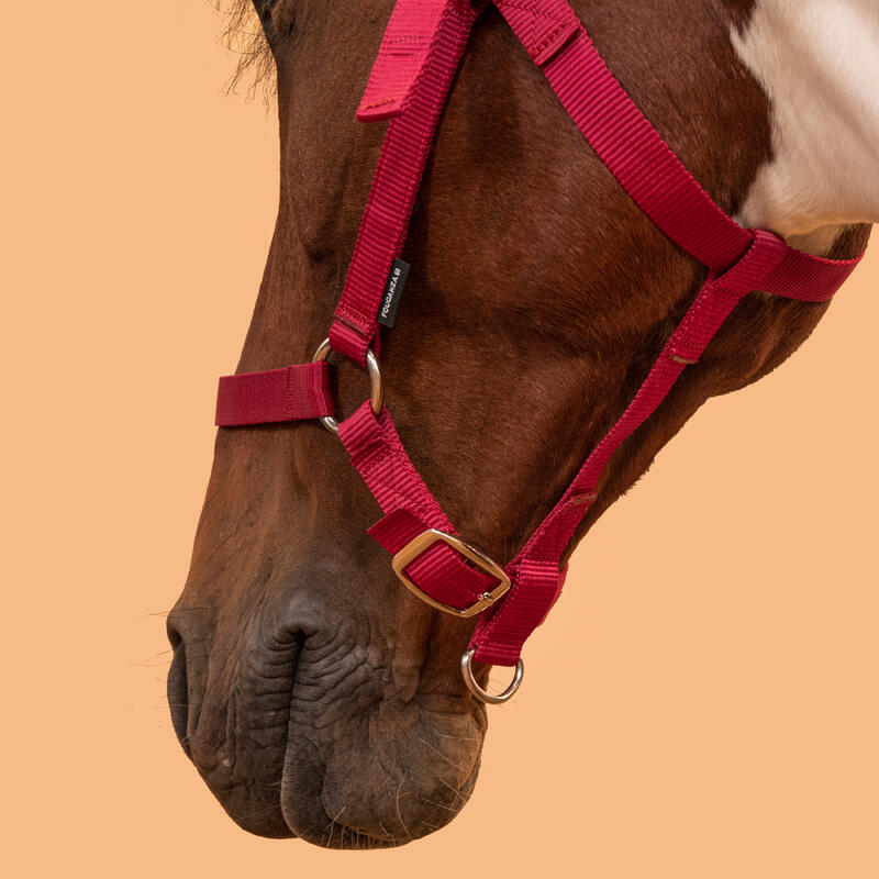 Capezza equitazione cavallo pony SCHOOLING rossa 