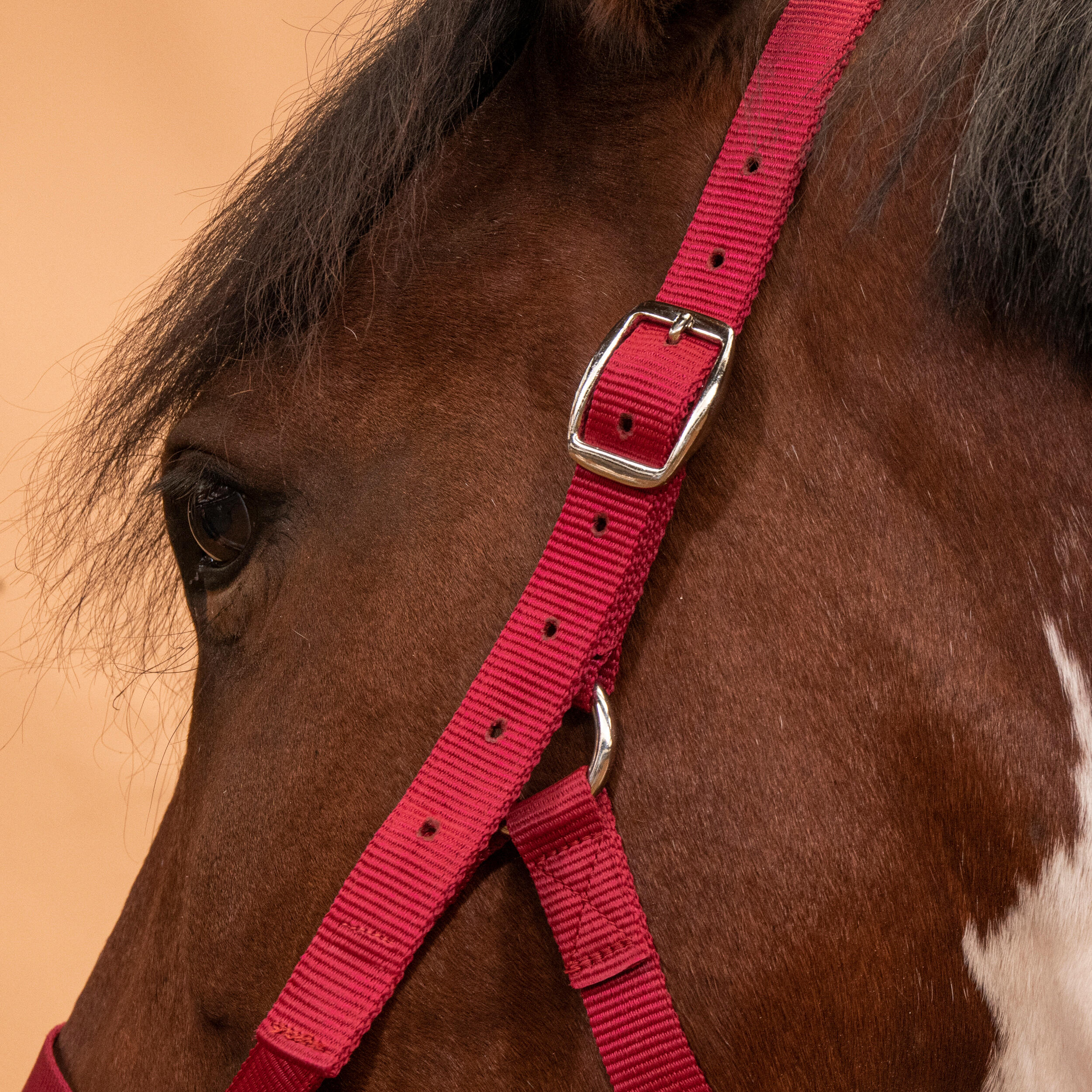 Horse Riding Halter for Horse and Pony Schooling - Raspberry 2/3