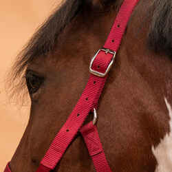 Horse Riding Halter for Horse and Pony Schooling - Raspberry