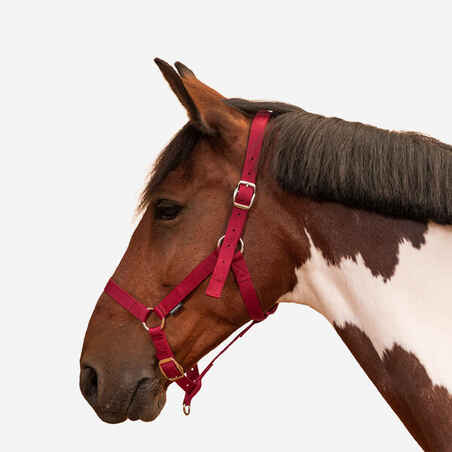 Schooling Horse Riding Halter for Horse and Pony - Raspberry