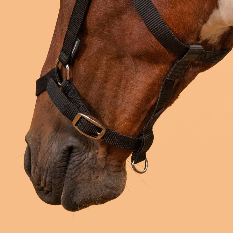 Halster voor paarden en pony's Schooling zwart