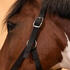 Horse Riding Halter for Horse and Pony Schooling - Black