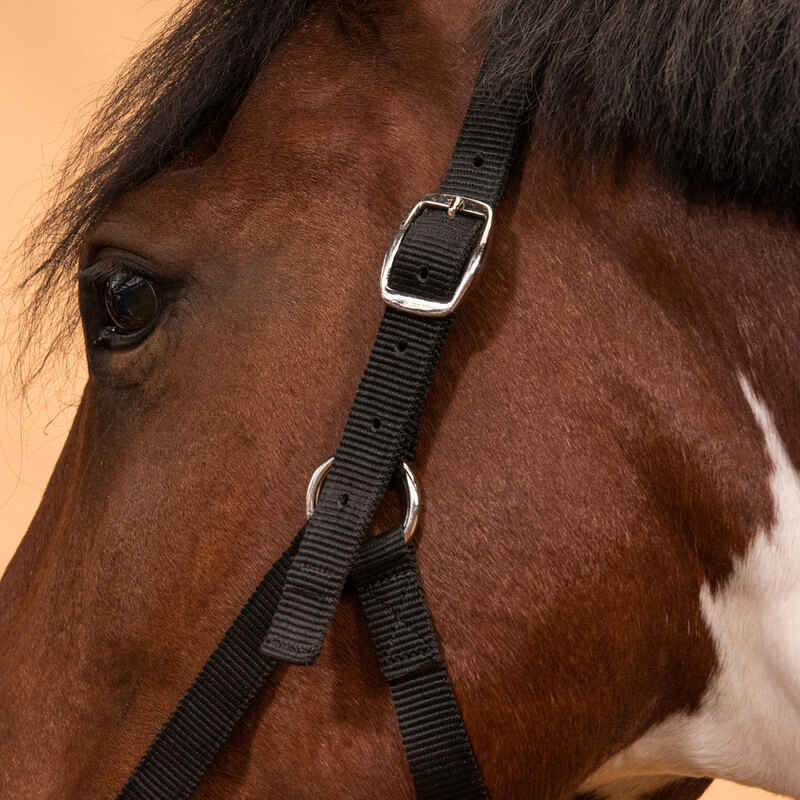 Horse Riding Halter for Horse and Pony Schooling - Black