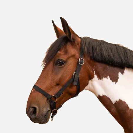Jaquimón cuadra para caballo de equitación -Fouganza Schooling negro