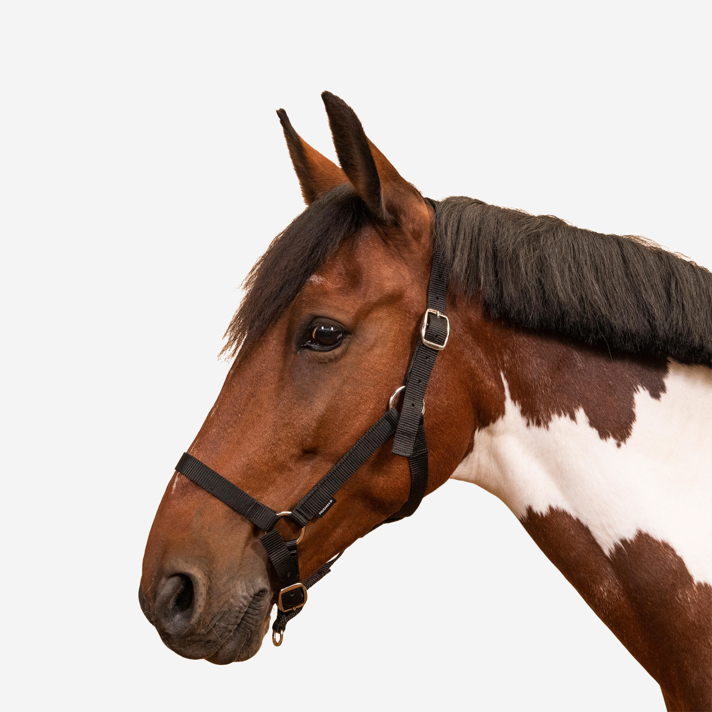 Horse Riding Halter for Horse and Pony Schooling - Black 1/3