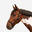 Capezza equitazione cavallo pony SCHOOLING nera