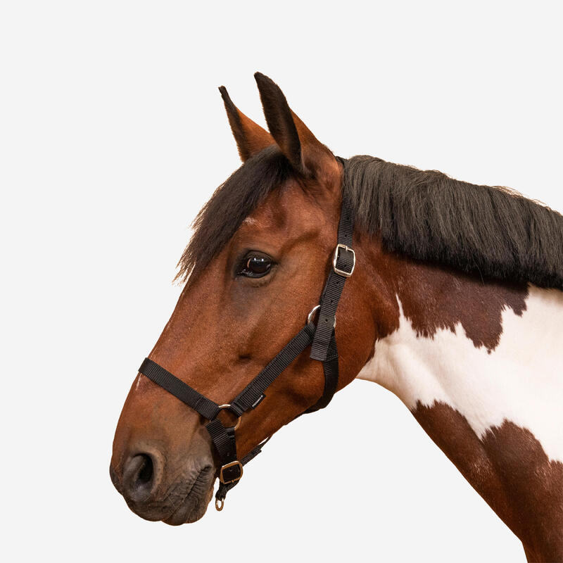 Cabeção de Equitação Cavalo e Pónei SCHOOLING Preto