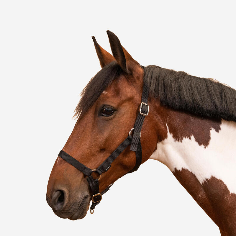 Capezza equitazione cavallo pony SCHOOLING nera