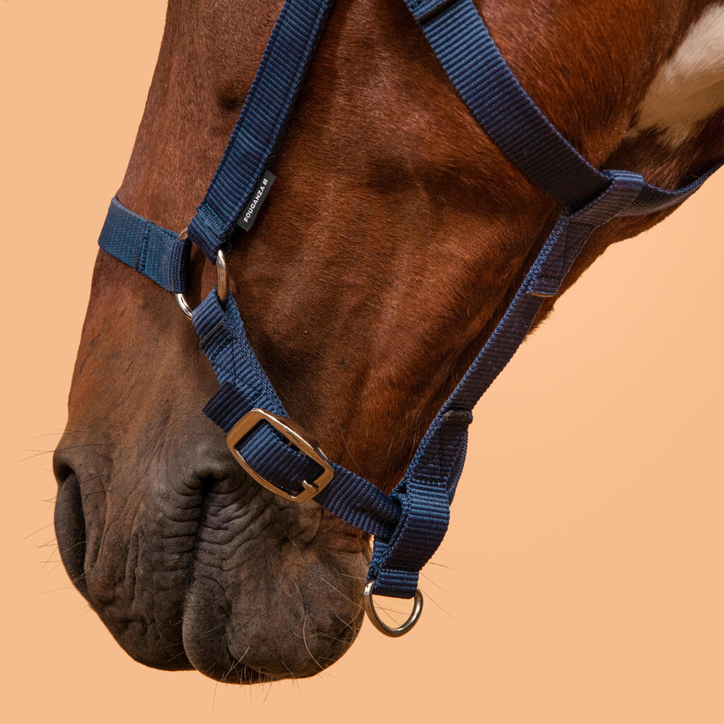 Horse Riding Halter for Horse and Pony Schooling - Raspberry