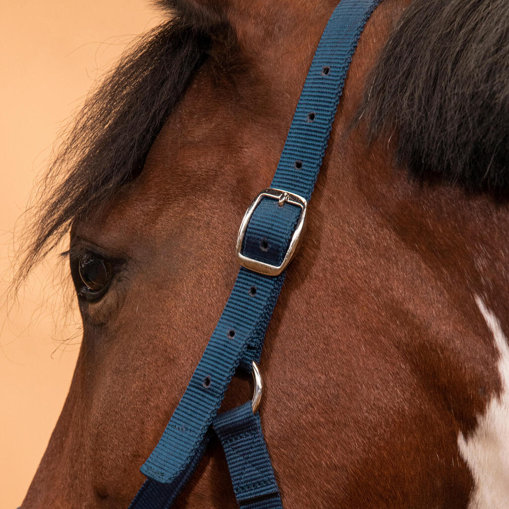 Horse Riding Halter for Horse and Pony Schooling - Raspberry
