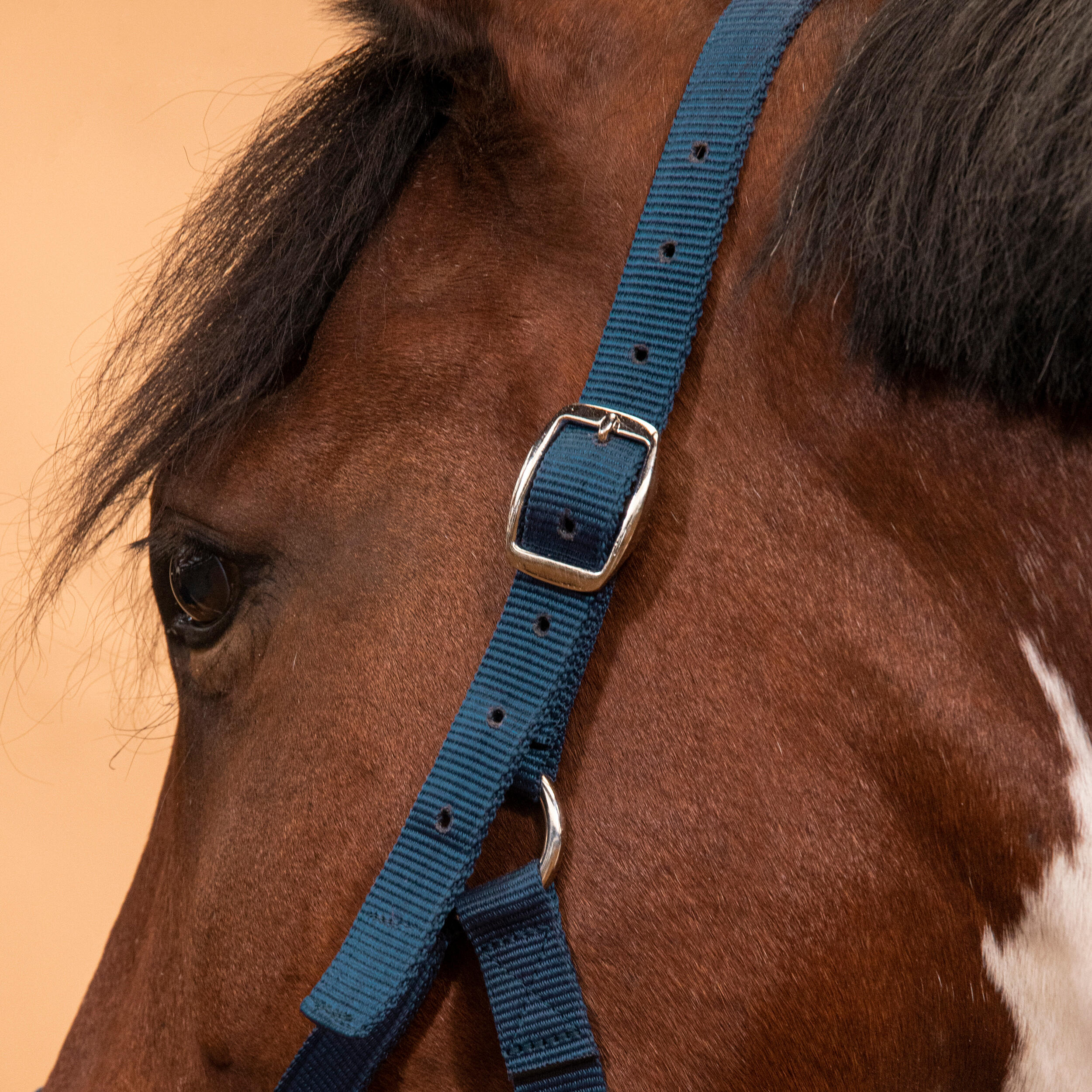 Horse Riding Halter for Horse and Pony Schooling - Navy 3/4