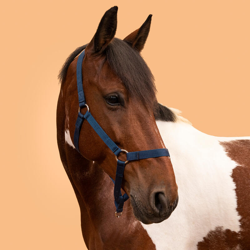 Halster voor paarden en pony's Schooling marineblauw