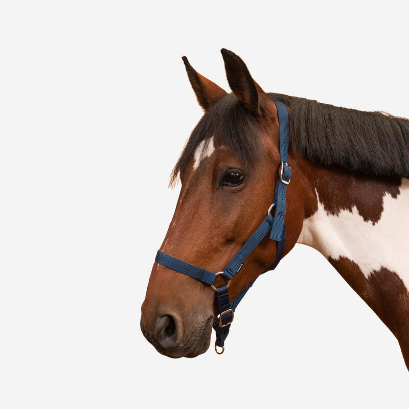 Cabeção de Equitação Cavalo e Pónei SCHOOLING Azul Marinho