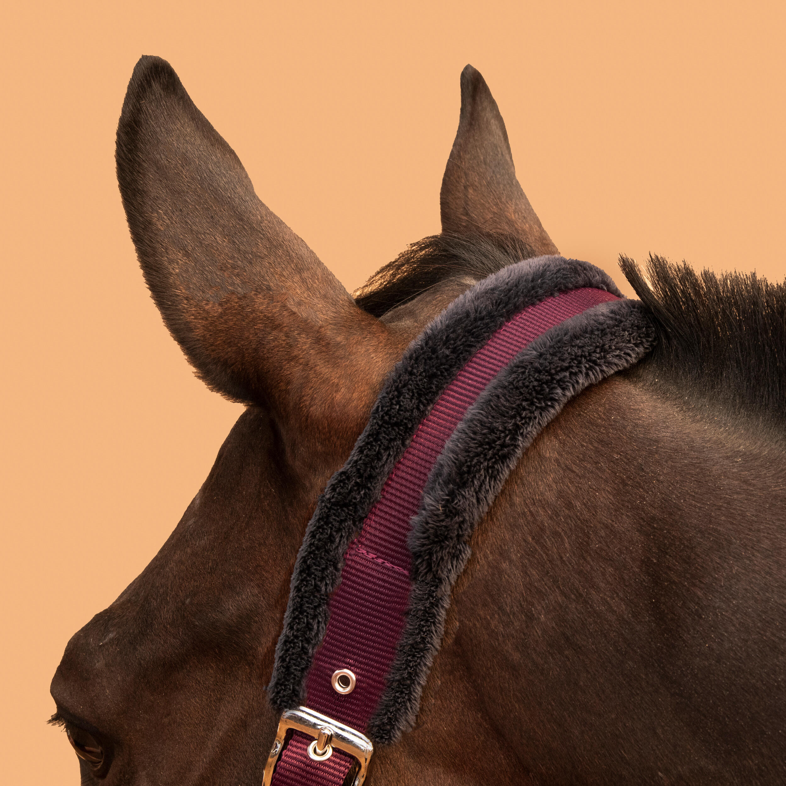 Horse Riding Halter + Leadrope Kit for Horse & Pony Comfort - Burgundy/Blue/Black 3/4