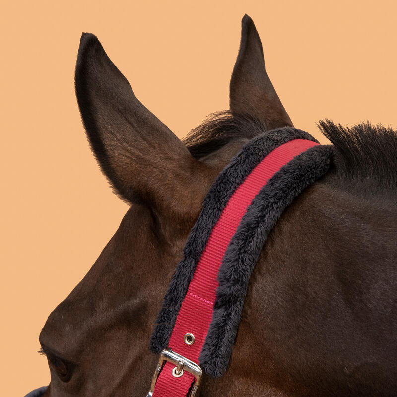 Pack licol + longe équitation cheval et poney CONFORT Rose cardinal / Bleu noir