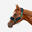 Halster voor paarden Comfort donkerpetrol/donkerblauw