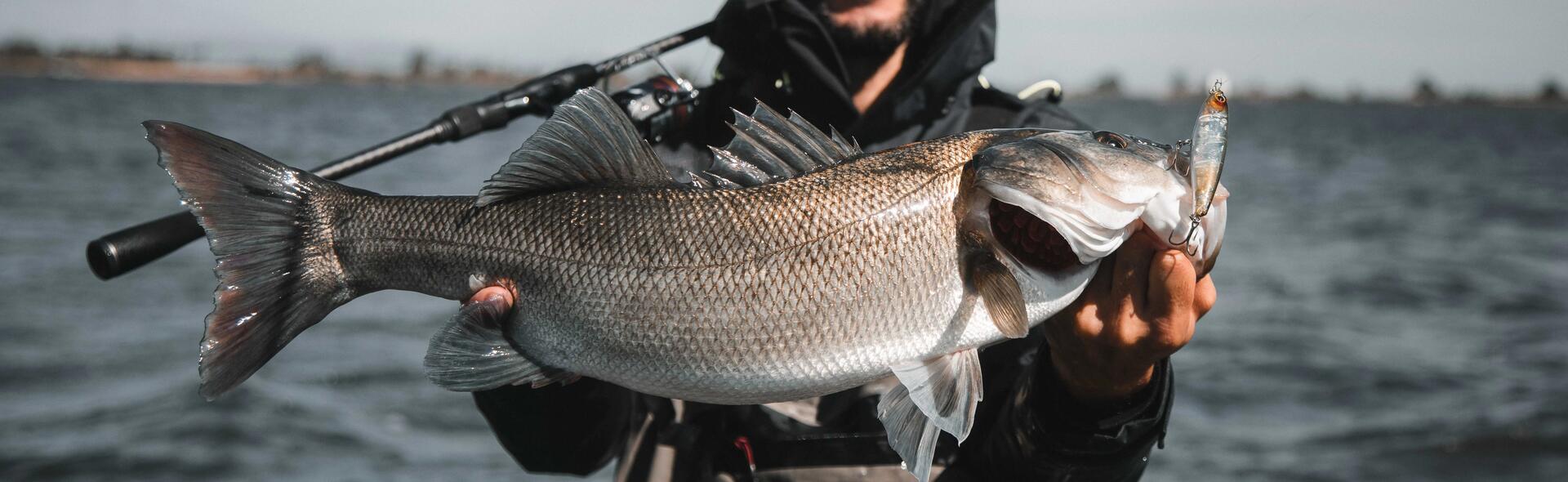 Comment bien débuter la pêche du bar aux leurres ?