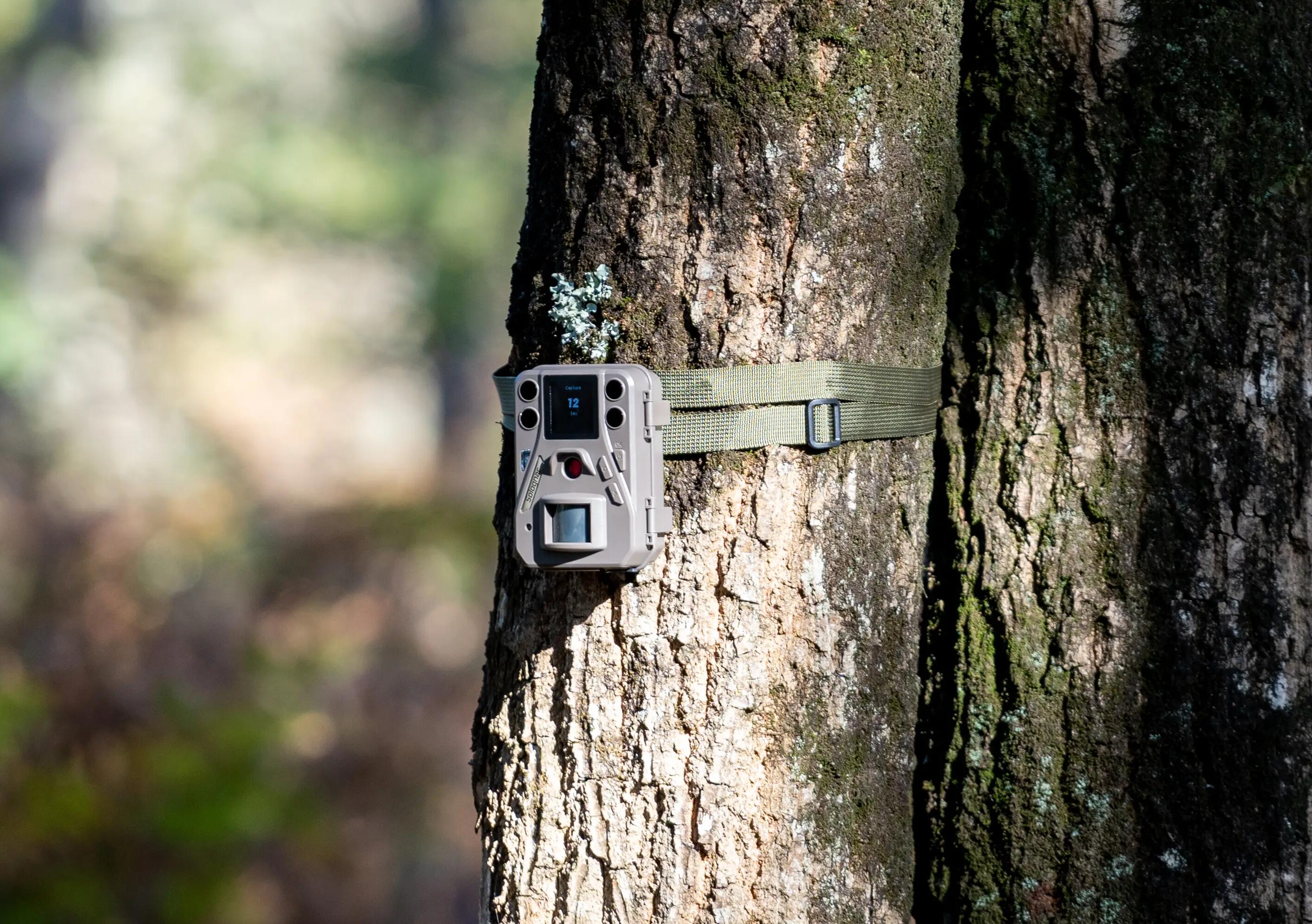 Wildcamera op een houten paal
