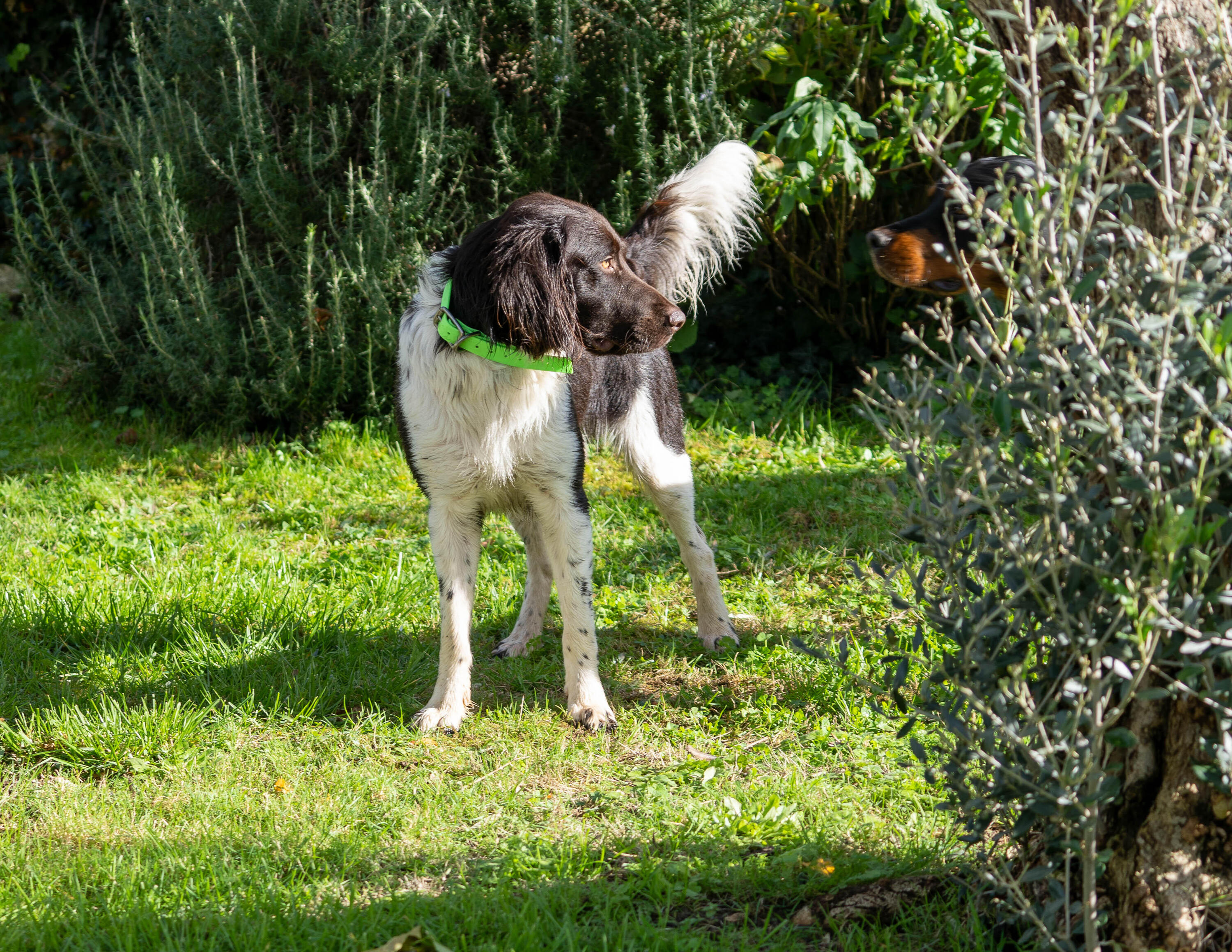 900 cane arancione 12/13