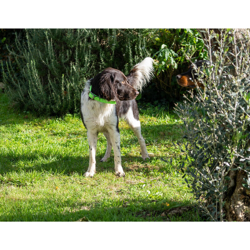 Coleira Cão Caça Laranja900