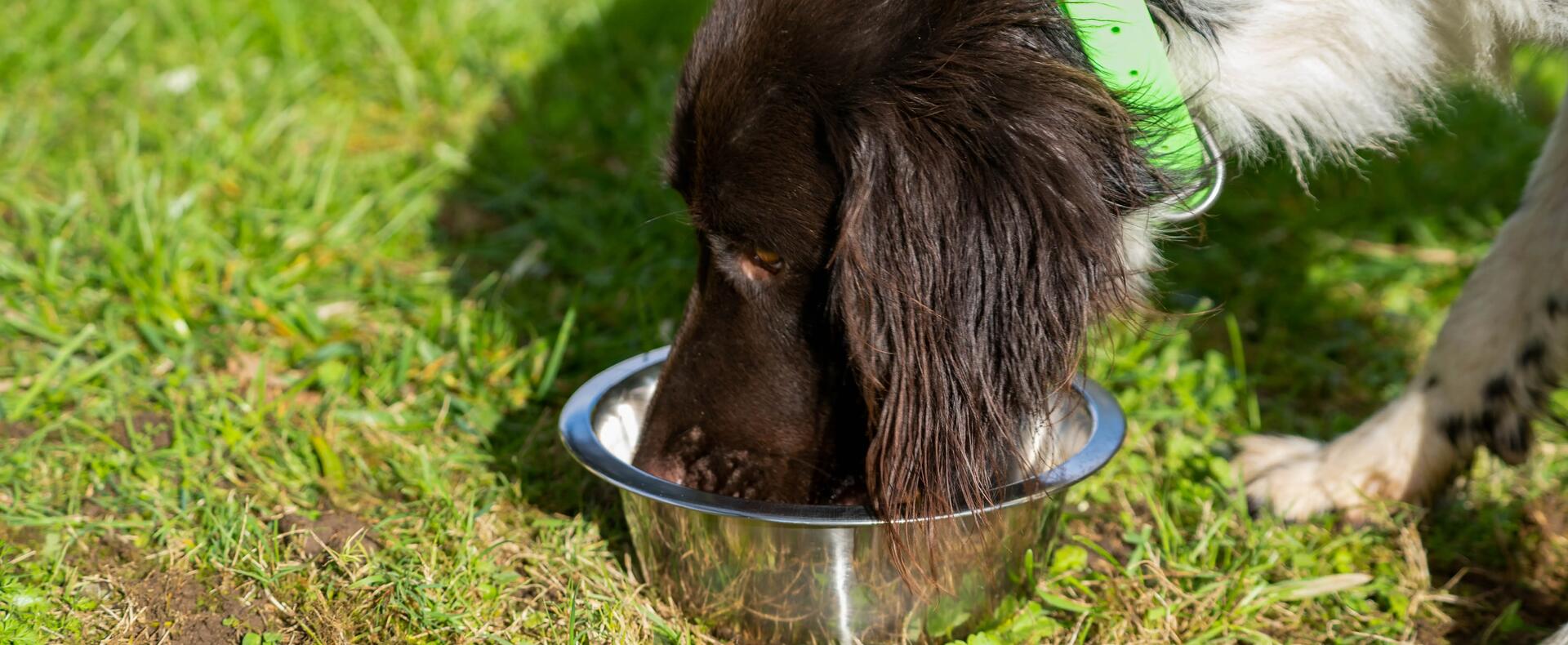 alimentation chien 