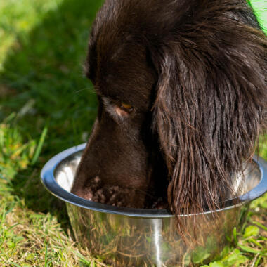 alimentation chien