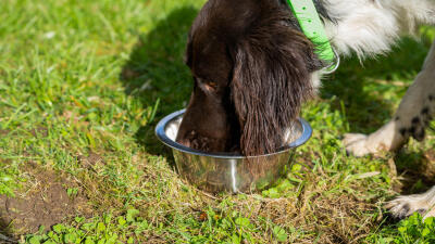 alimentation-chien.jpg