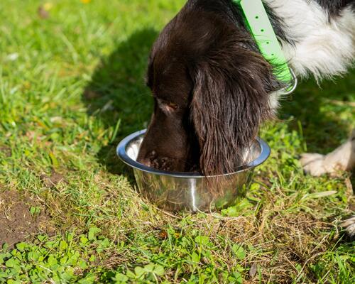 alimentation chien 