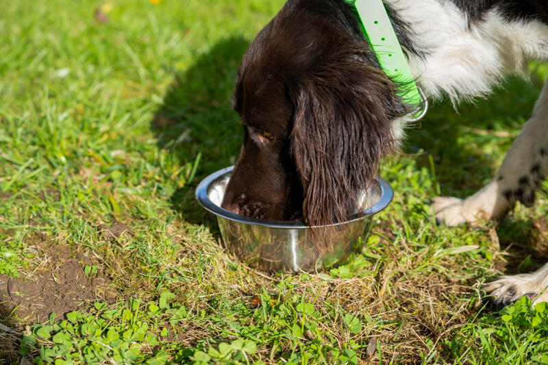 Comment choisir les croquettes pour son chien ?