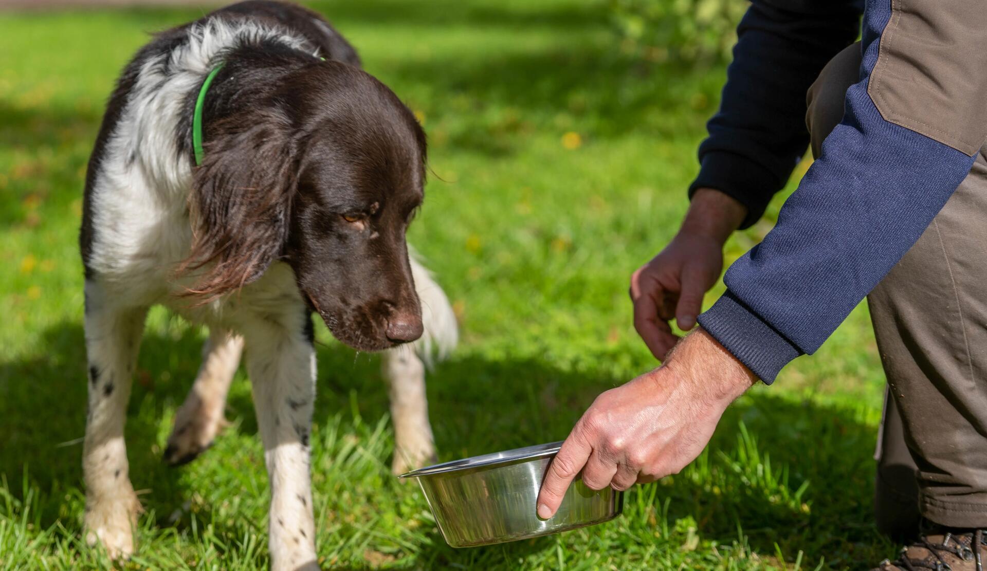 Une gamelle de croquette donnée à un chien