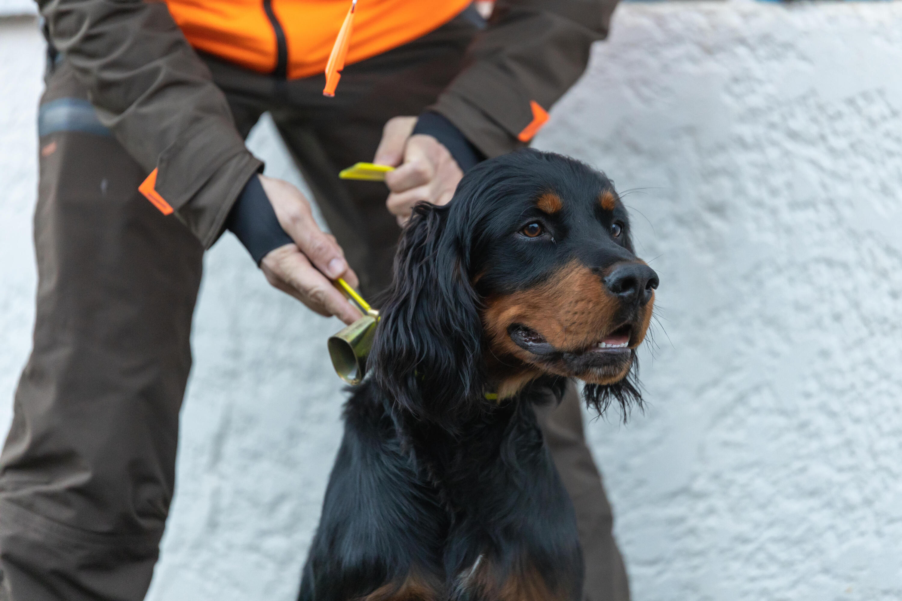 Collare cane caccia 520 riflettente giallo 12/14