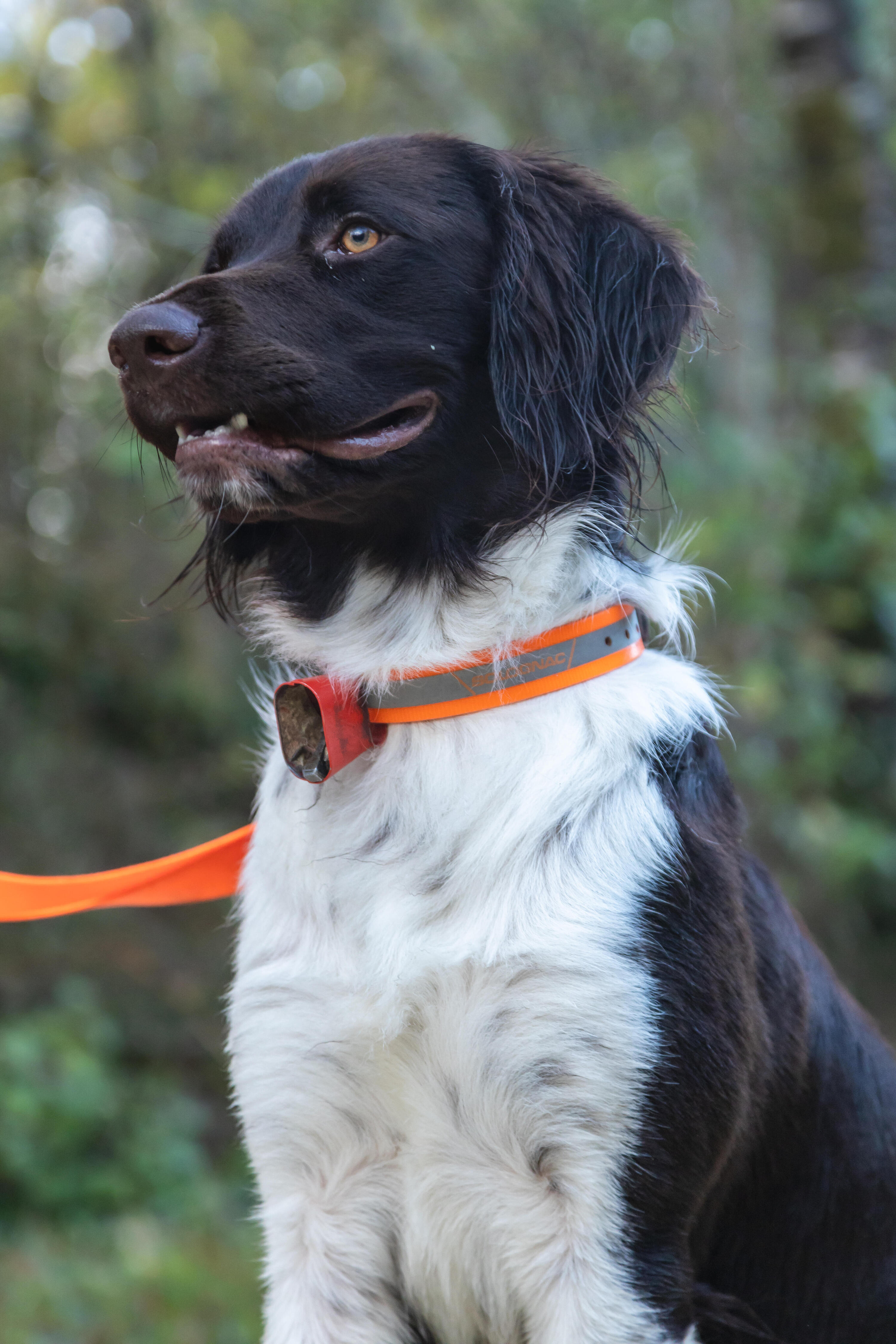 Segunda vida - Campanilla Perro Caza Helen Baud Acero Naranja 2/12