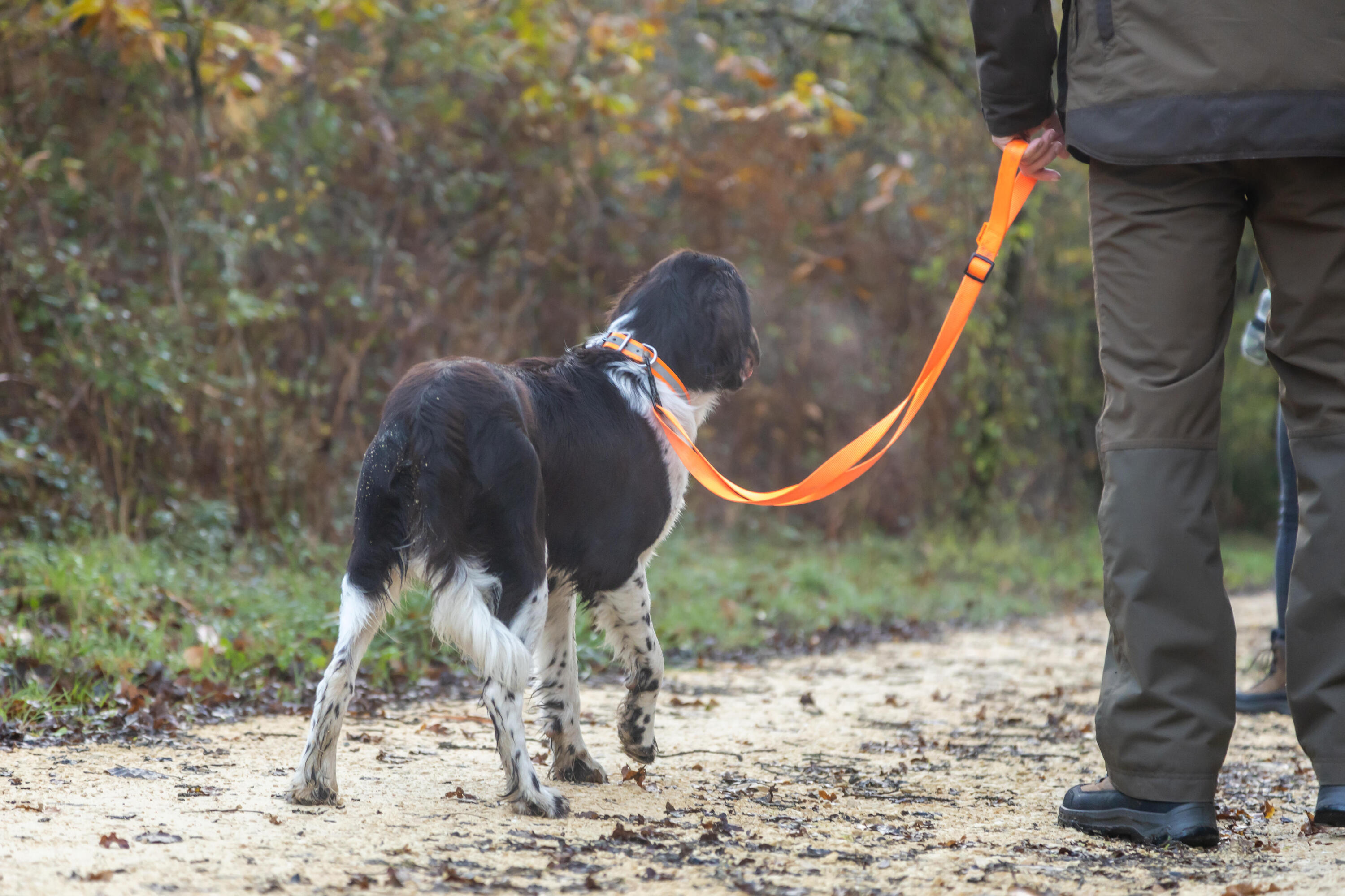 Laisse chien rouge 100 12/12