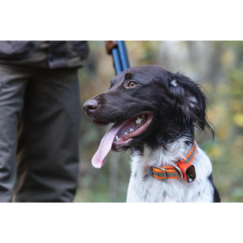 CLOCHE CHIEN ORANGE