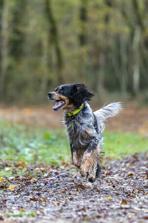 Dog collar yellow 900