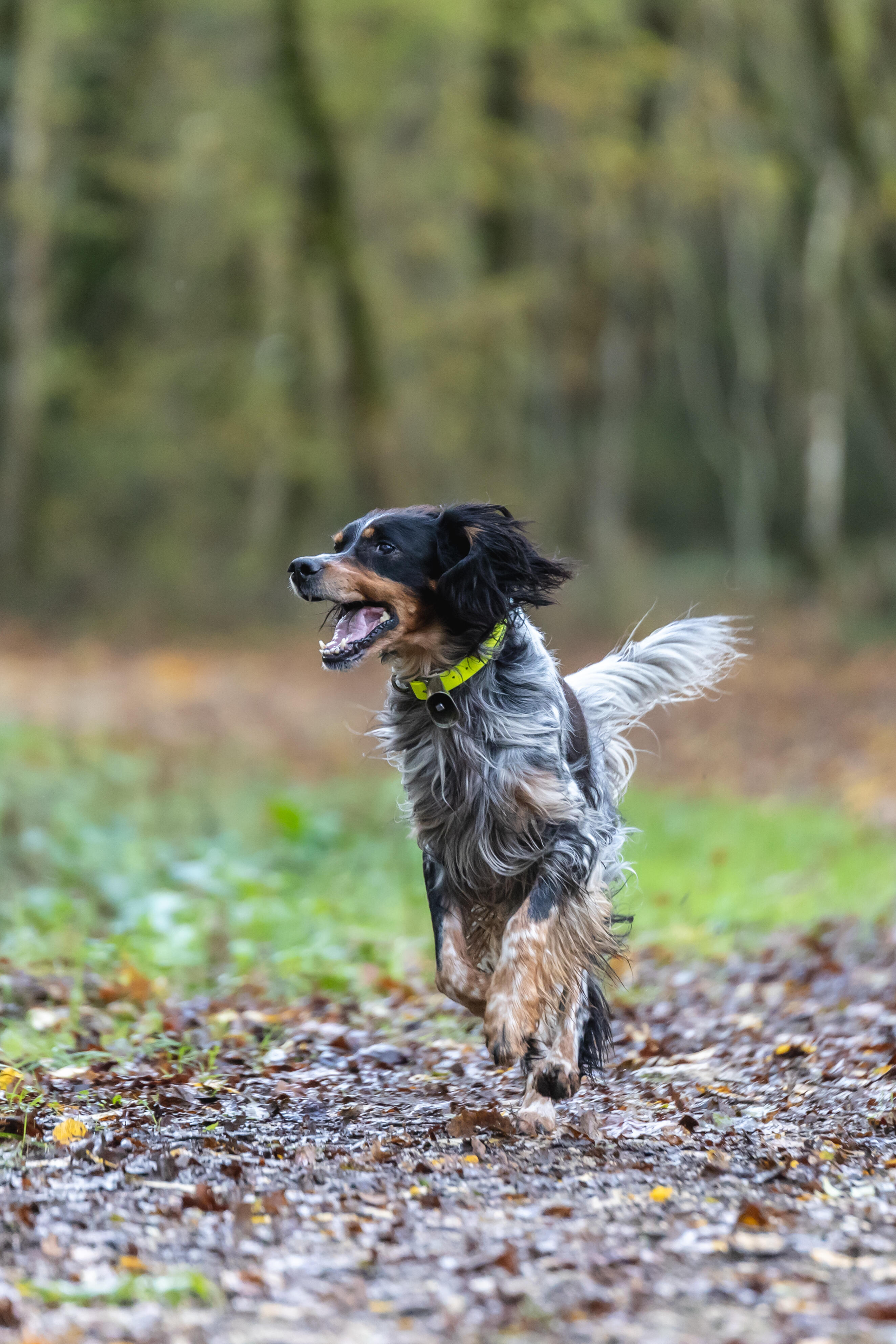 Dog collar yellow 900 2/9