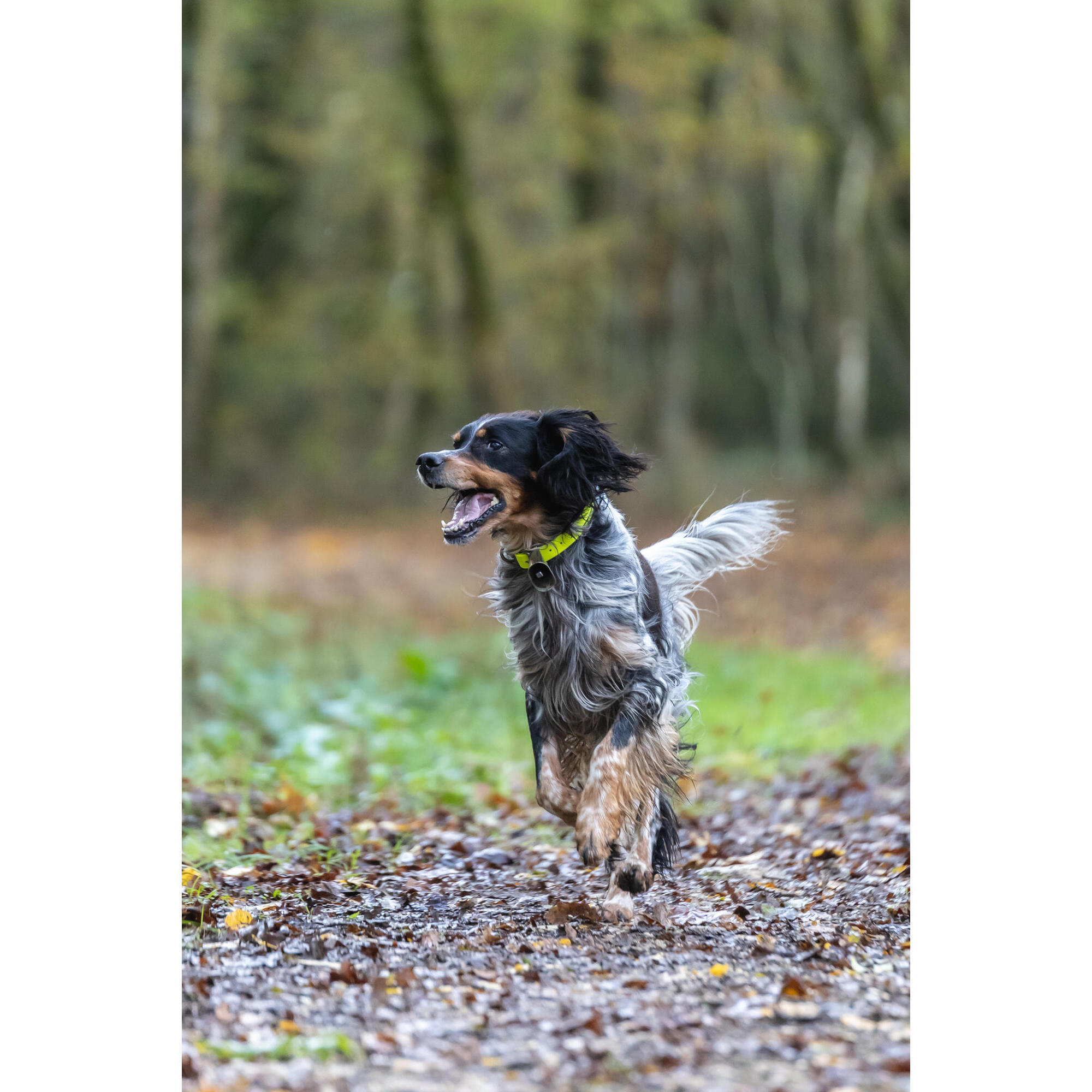 Collare giallo per cani 900