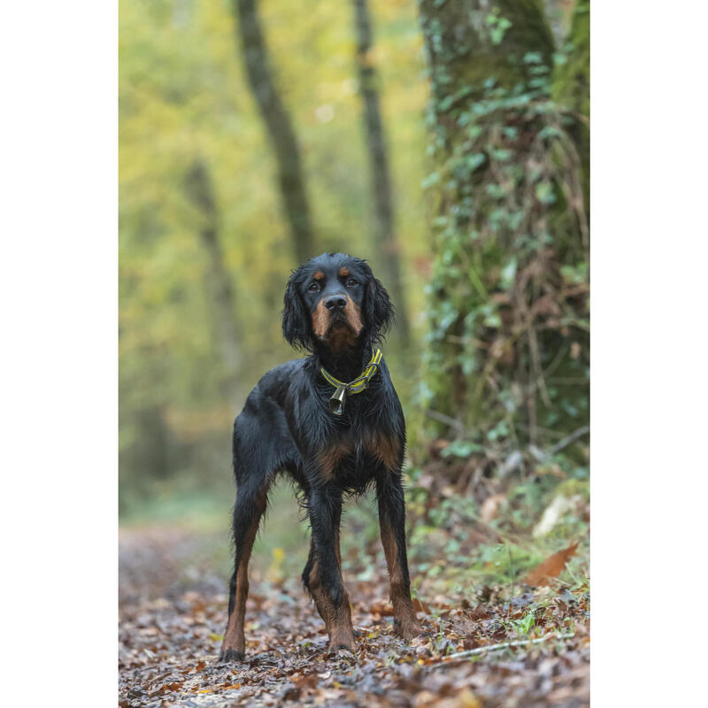 Coleira Refletora para Cão de Caça 520 Amarelo