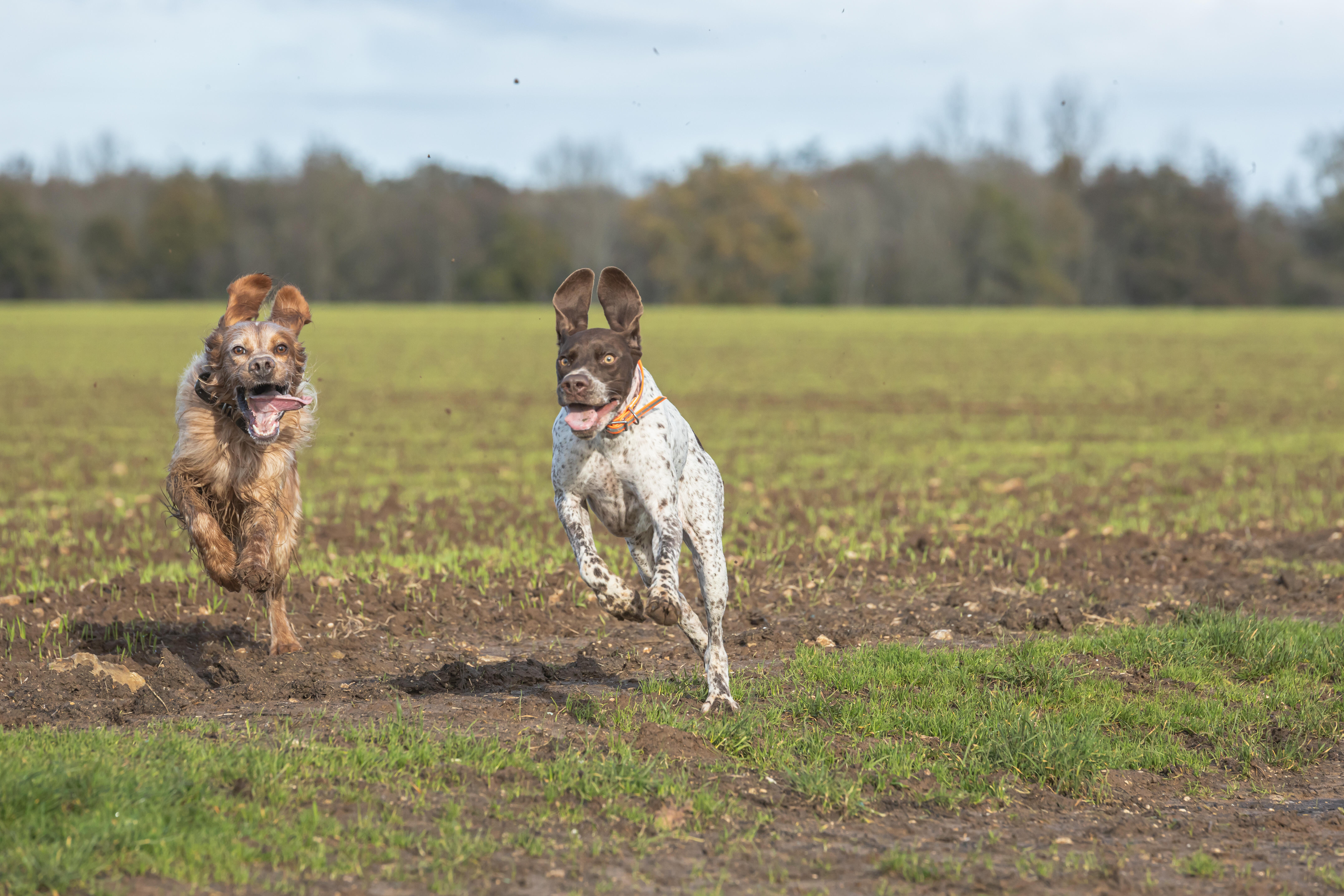 Collier chien 500 Réfléchissant - SOLOGNAC