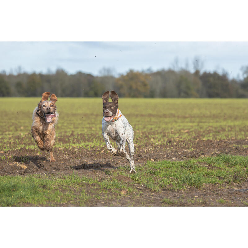 Hundehalsband 520 reflektierend orange