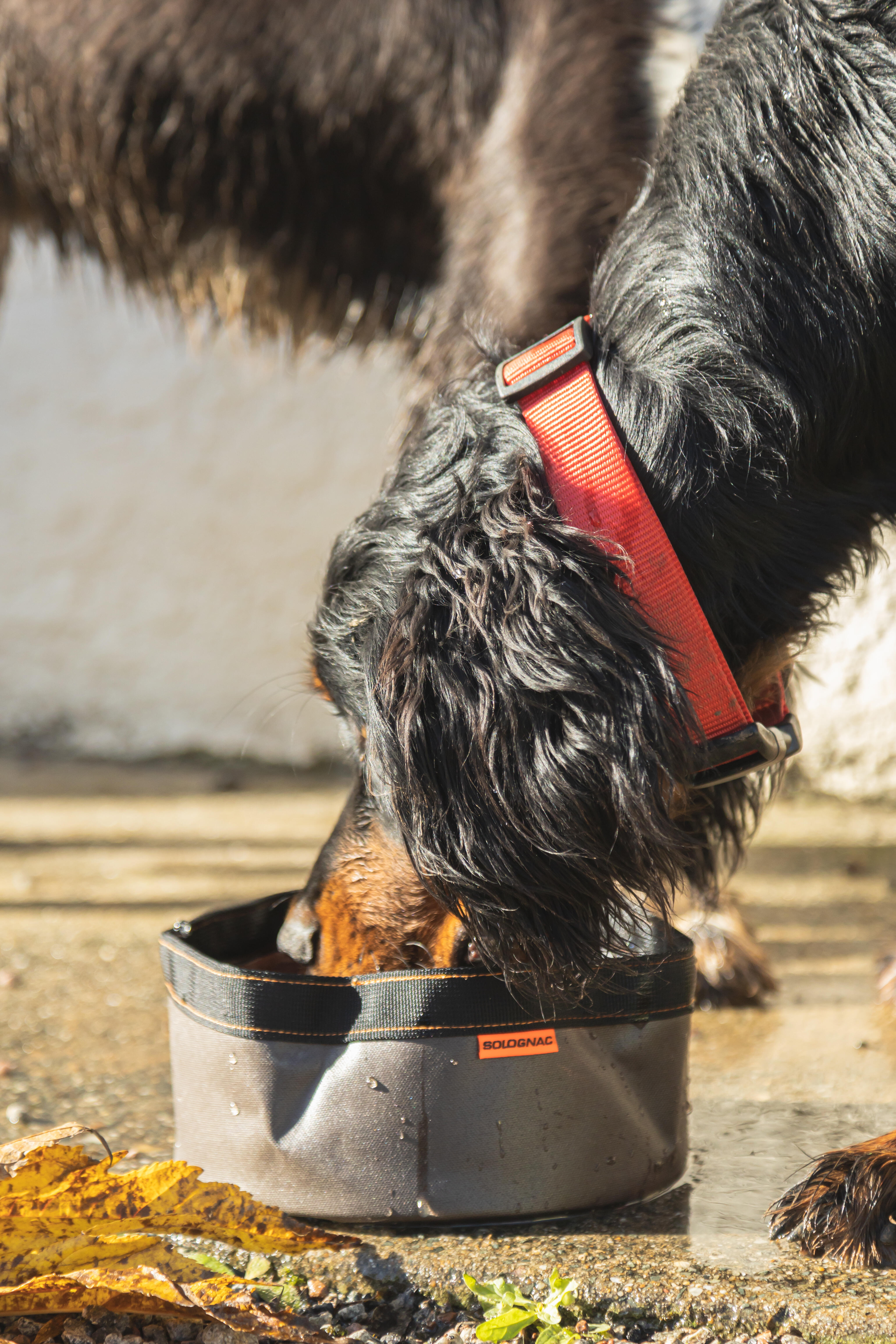 SOLOGNAC Skladacia miska pre psov 100 2 l