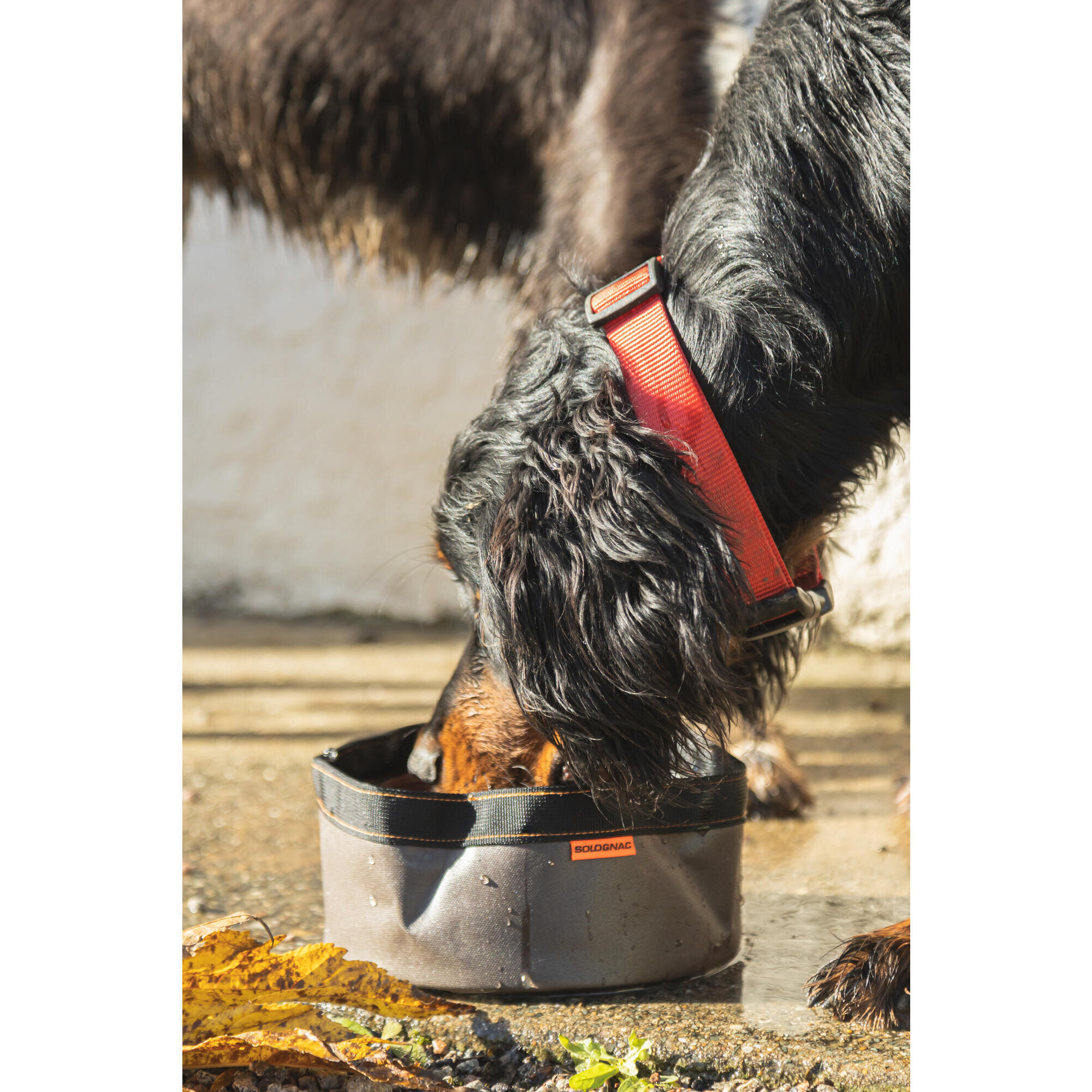 Foldable dog bowl 100