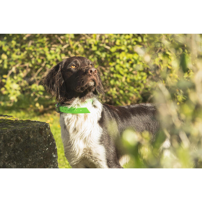 Coleira Cão de Caça Amarelo900