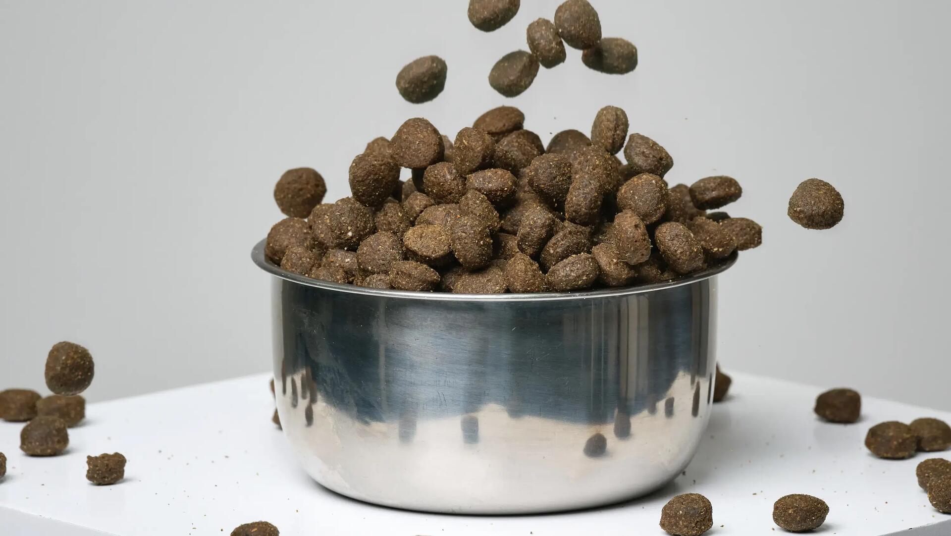 FAQ sur la transition alimentaire de croquettes pour chiens