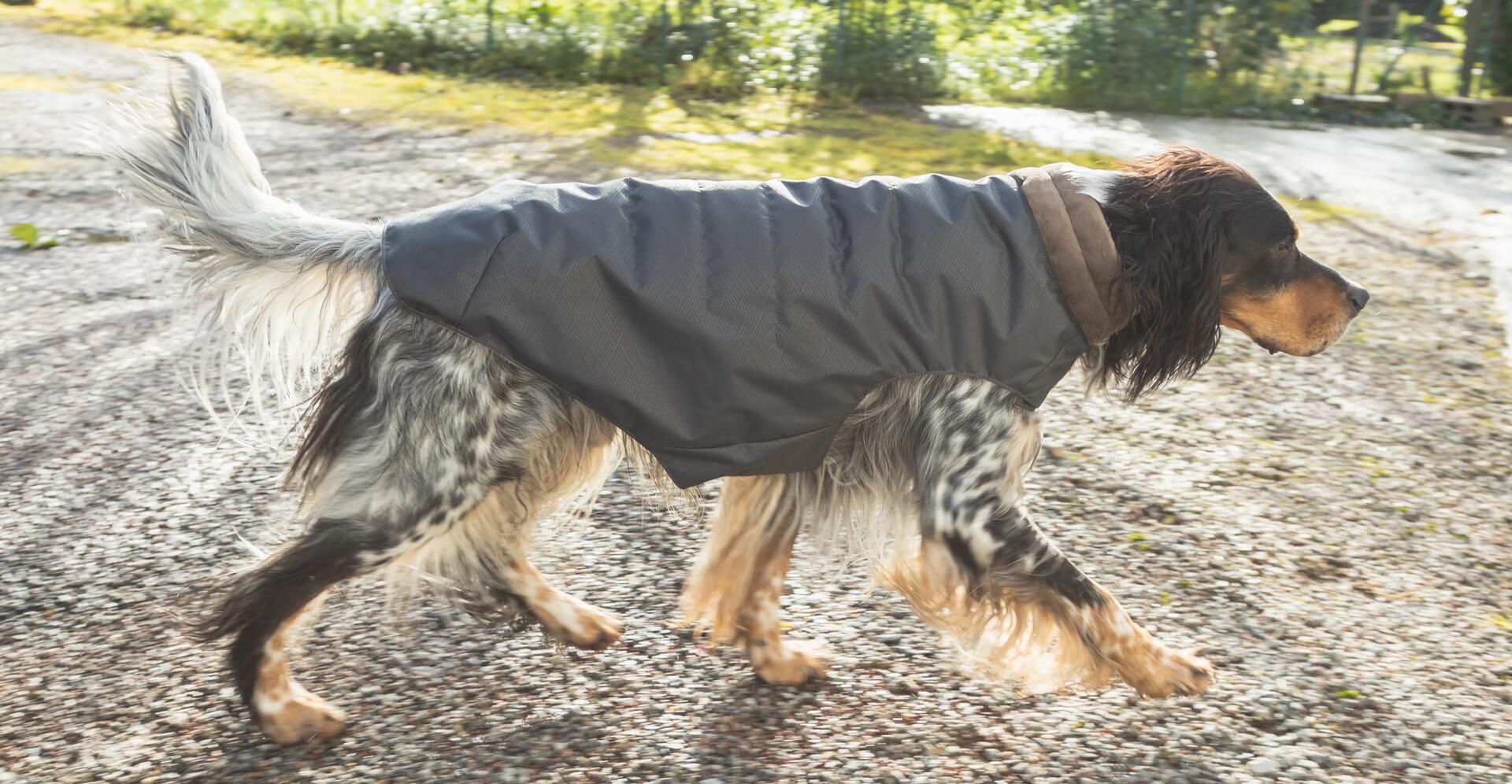 PROTEGER SON CHIEN DE CHASSE DU FROID