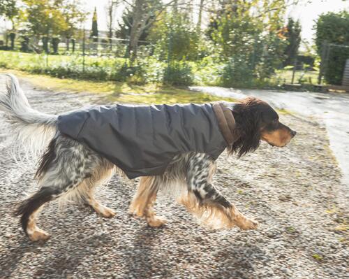 PROTEGER SON CHIEN DE CHASSE DU FROID